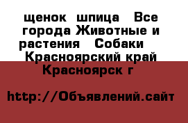 щенок  шпица - Все города Животные и растения » Собаки   . Красноярский край,Красноярск г.